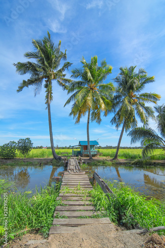 Paddy farm and coconut trees