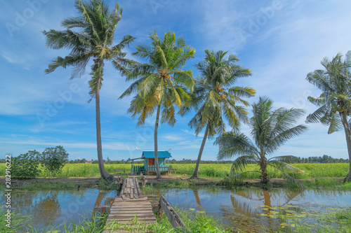 Paddy farm and coconut trees