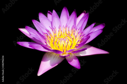 A perfect bloom waterlily isolated on black background