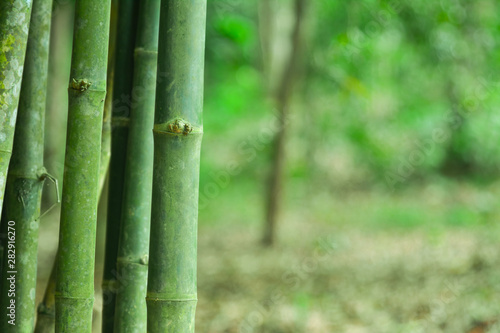 Bamboo