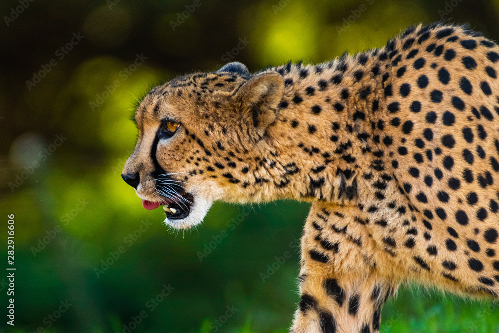 Hungry Cheetah licks his chops Hungry Cheetah licks his chops