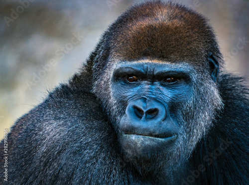 Fototapeta Naklejka Na Ścianę i Meble -  Portrait of Male Silverback Gorilla