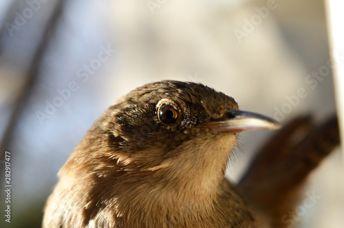 Troglodytes aedon photo