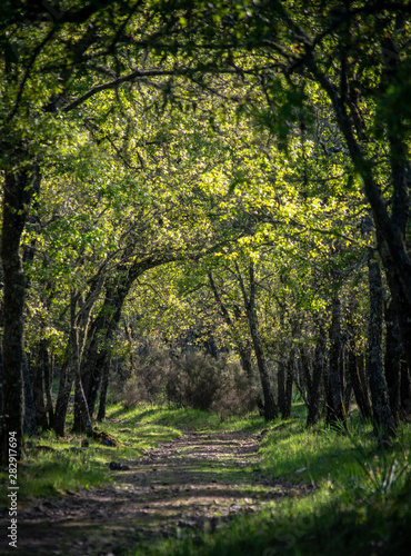 path in the forest © Luis