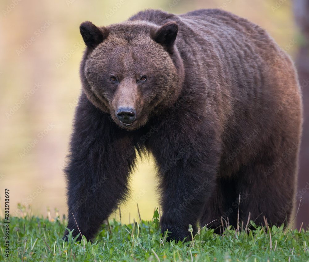 Grizzly bear in the wild