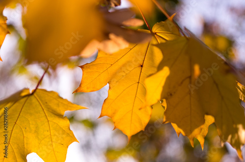 Branch with yellow leaves. Beautiful autumn background.