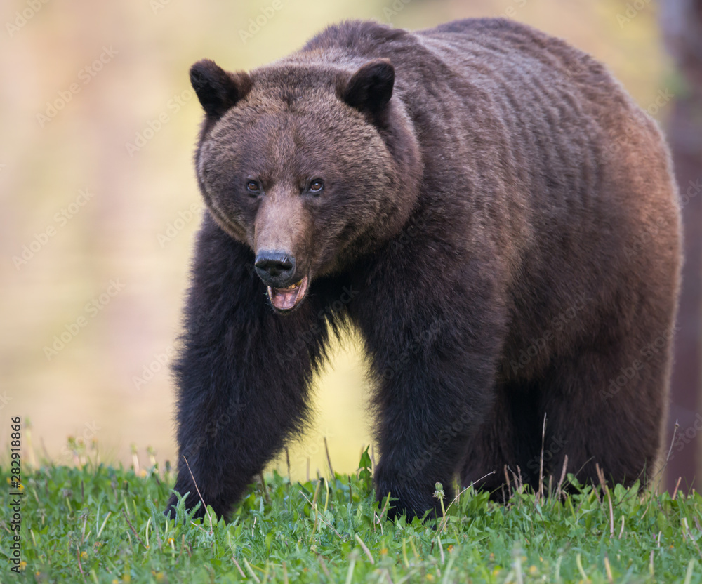 Grizzly bear in the wild