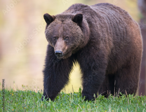 Grizzly bear in the wild