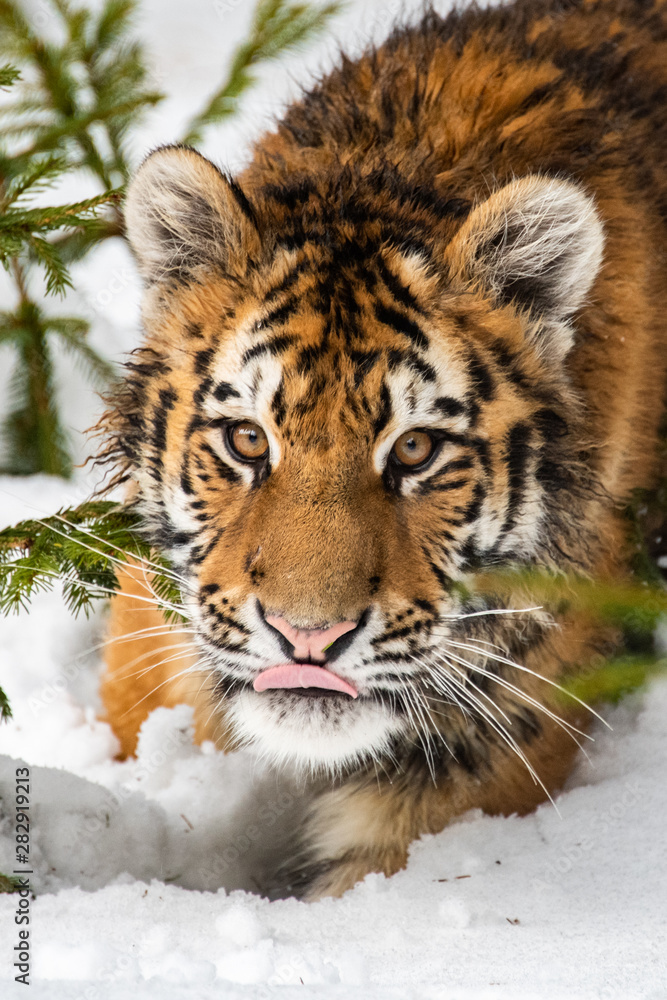 Obraz premium Siberian Tiger running in snow. Beautiful, dynamic and powerful photo of this majestic animal. Set in environment typical for this amazing animal. Birches and meadows