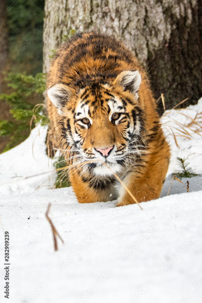 Obraz premium Siberian Tiger running in snow. Beautiful, dynamic and powerful photo of this majestic animal. Set in environment typical for this amazing animal. Birches and meadows