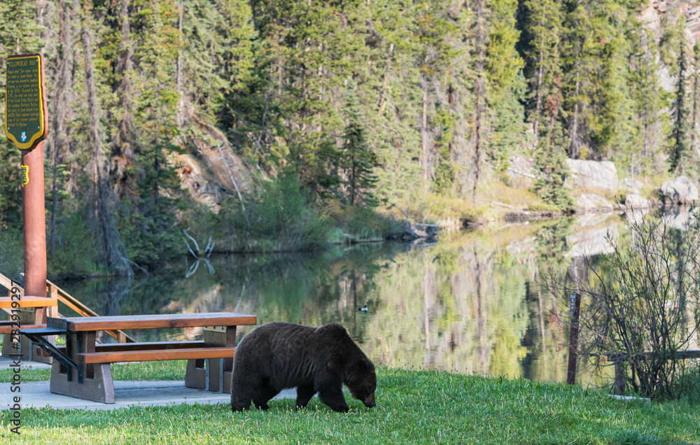 Grizzly bear in the wild Grizzly bear in the wild