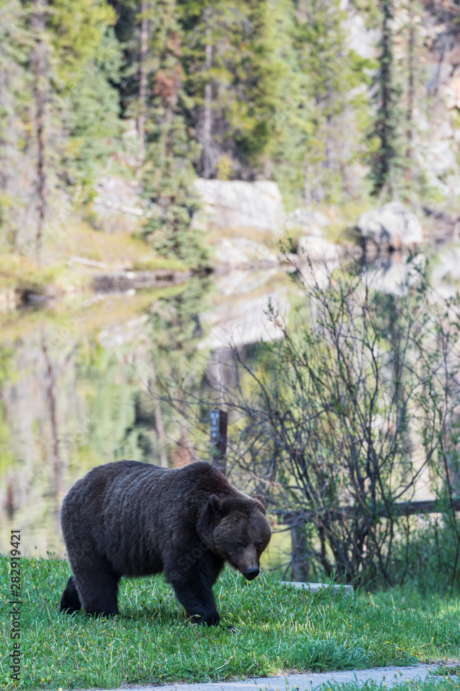Fototapeta premium Grizzly bear in the wild