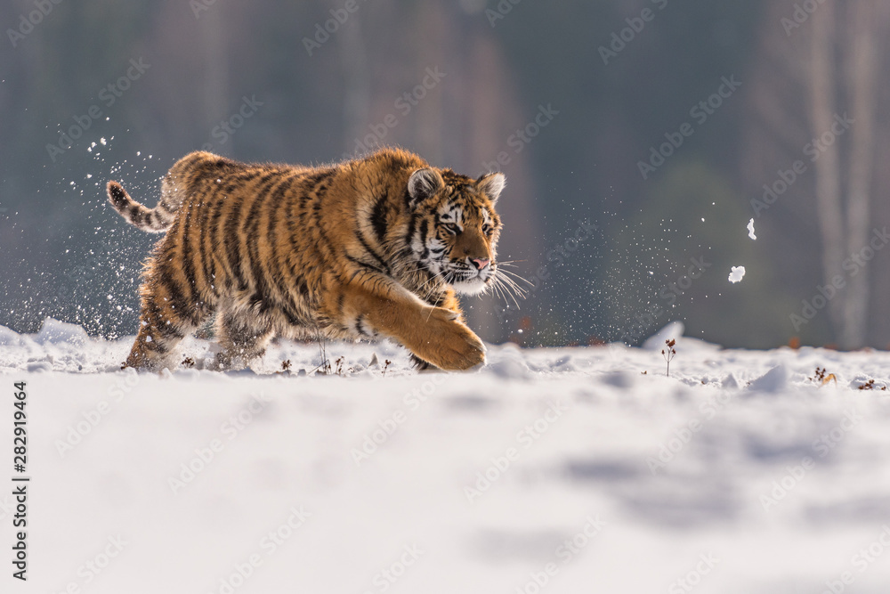 Obraz premium Siberian Tiger running in snow. Beautiful, dynamic and powerful photo of this majestic animal. Set in environment typical for this amazing animal. Birches and meadows