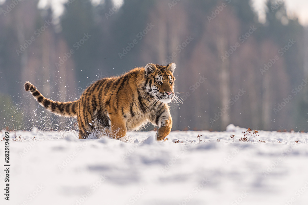 Obraz premium Siberian Tiger running in snow. Beautiful, dynamic and powerful photo of this majestic animal. Set in environment typical for this amazing animal. Birches and meadows