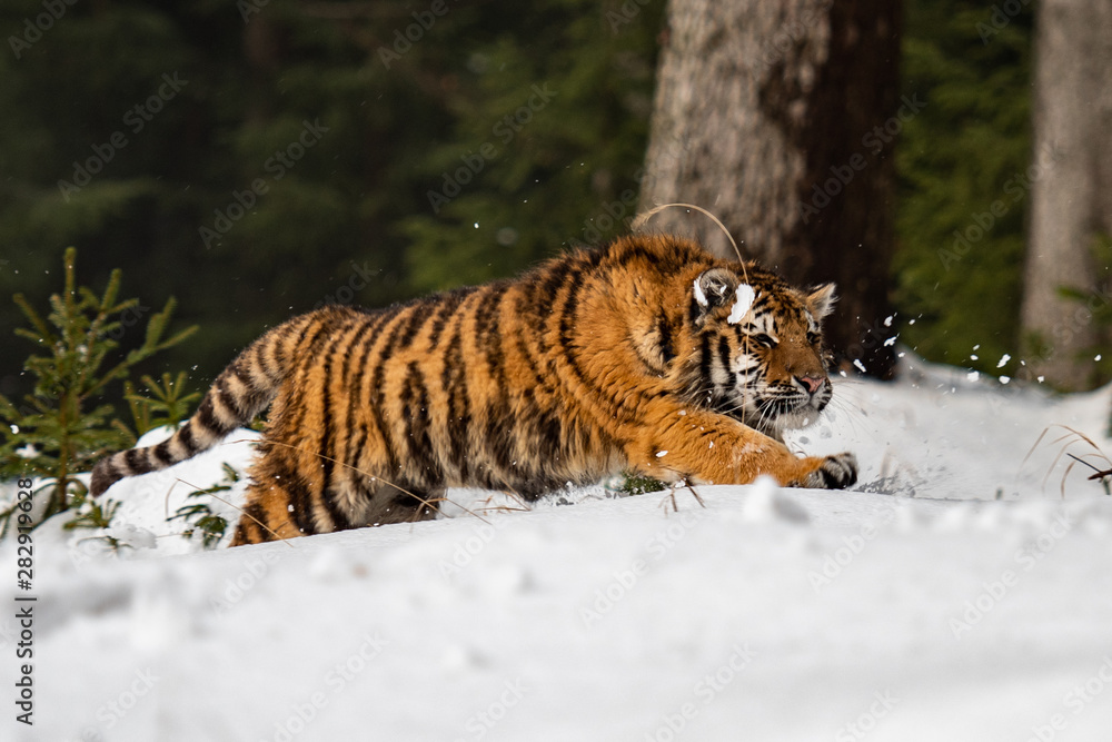 Obraz premium Siberian Tiger running in snow. Beautiful, dynamic and powerful photo of this majestic animal. Set in environment typical for this amazing animal. Birches and meadows