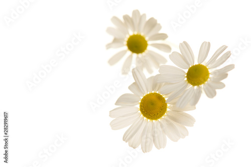 Wallpaper Mural Camomile flower heads isolated on a white background Torontodigital.ca