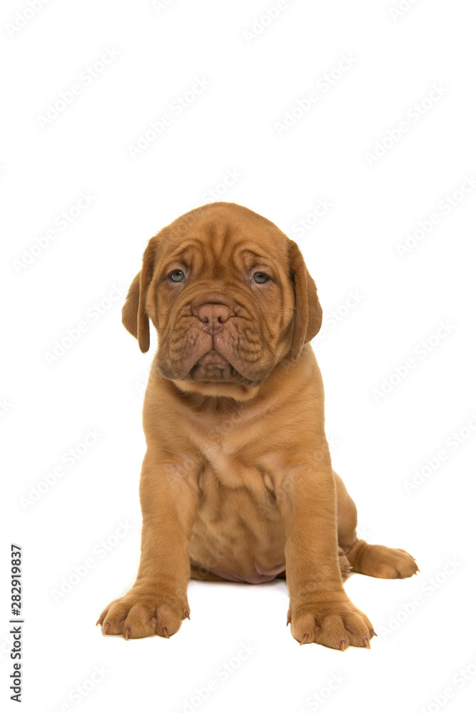 Cute dogue de Bordeaux puppy sitting isolated on a white background
