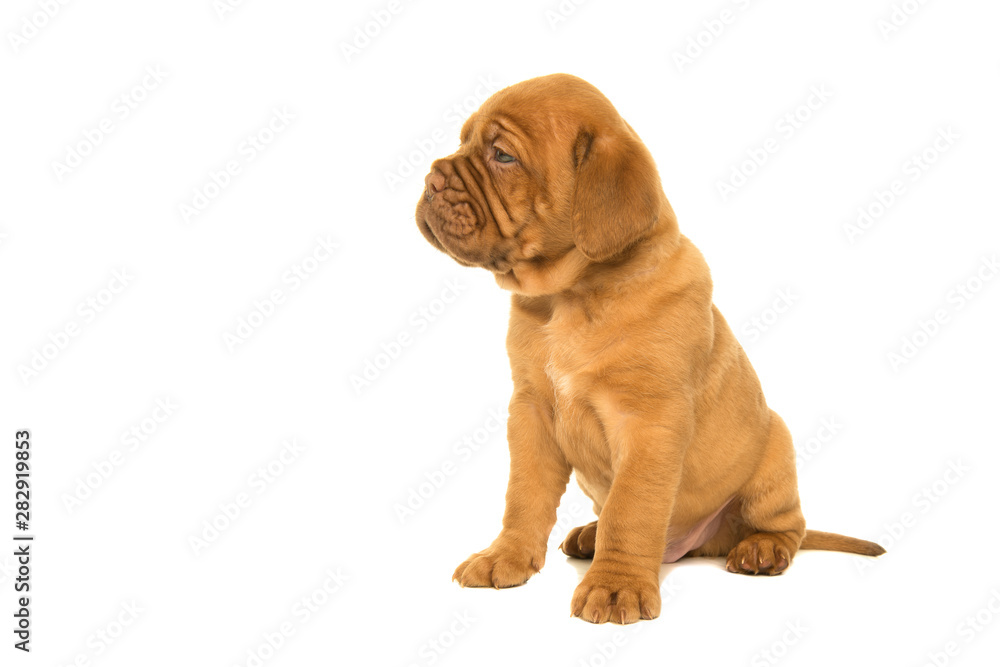 Cute dogue de Bordeaux puppy seen from the side looking away isolated on a white background Cute dogue de Bordeaux puppy seen from the side looking away isolated on a white background