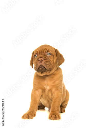 Cute dogue de Bordeaux puppy looking up sitting isolated on a white background