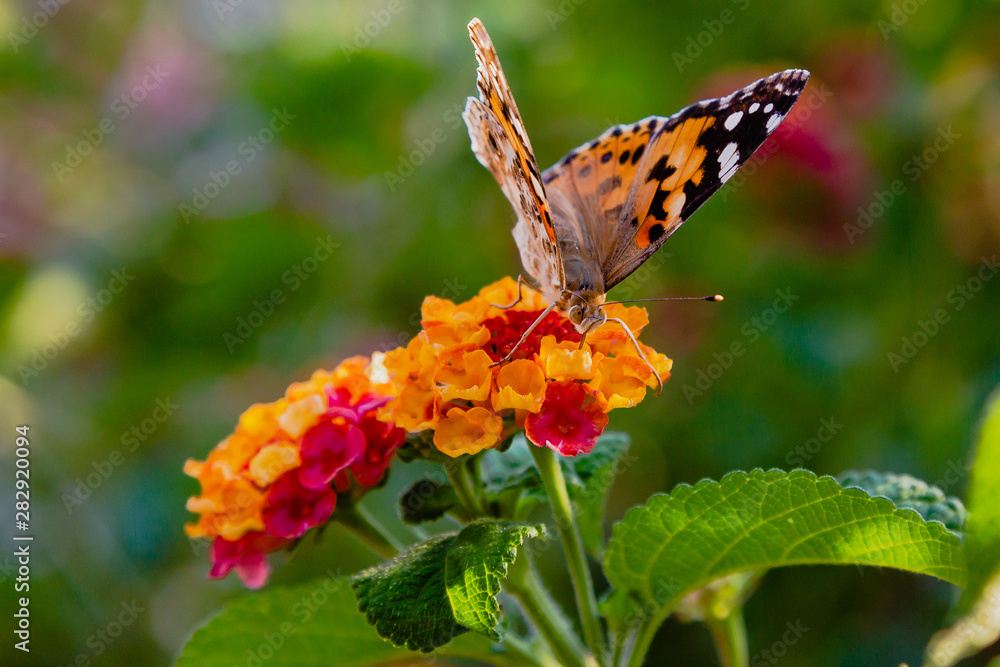 A beautiful butterfly on the flowers of a tropical plant lantana camara. Bright summer floral background. Blossom Lantana camara. A beautiful butterfly on the flowers of a tropical plant lantana camara. Bright summer floral background. Blossom Lantana camara.