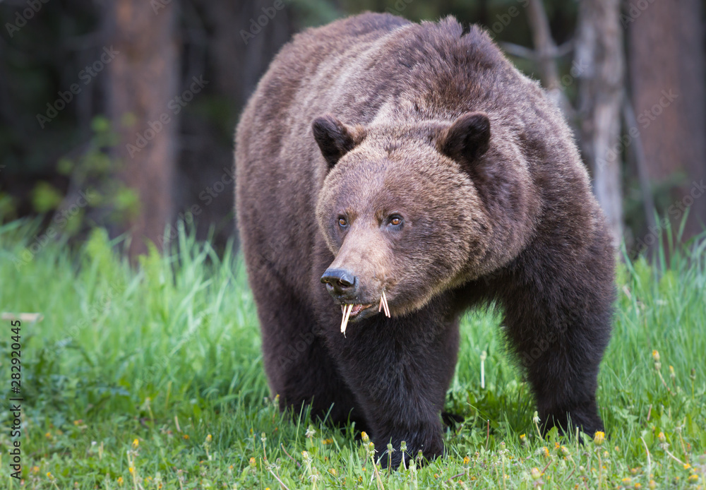 Grizzly bear in the wild