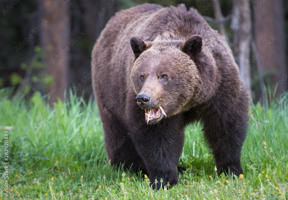 Grizzly bear in the wild