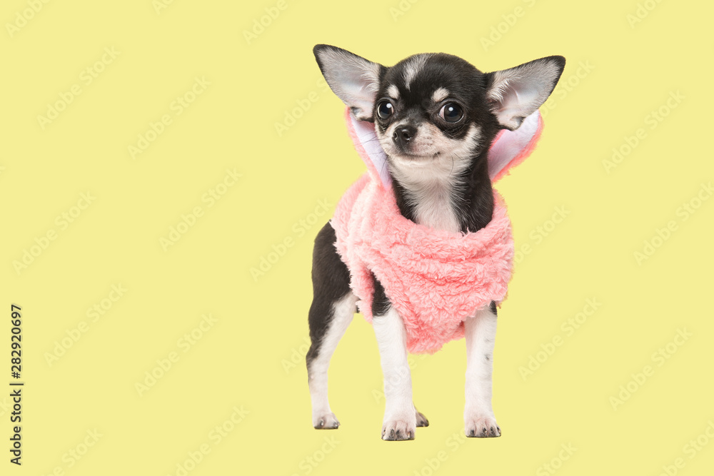 Chihuahua puppy waring a pink sweater facing the camera on a yellow background