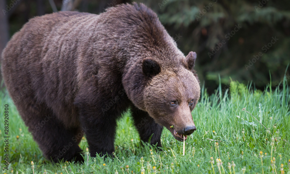 Fototapeta premium Grizzly bear in the wild