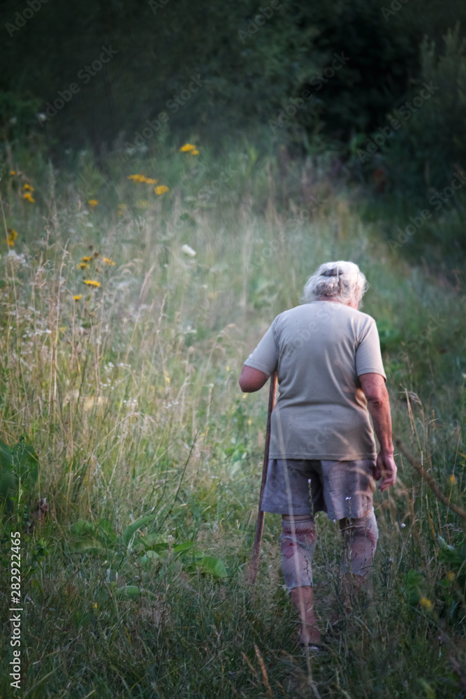 Rear view of an old woman with arthritic feet walking in a grassy meadow leaning on a stick as a cane, selective focus