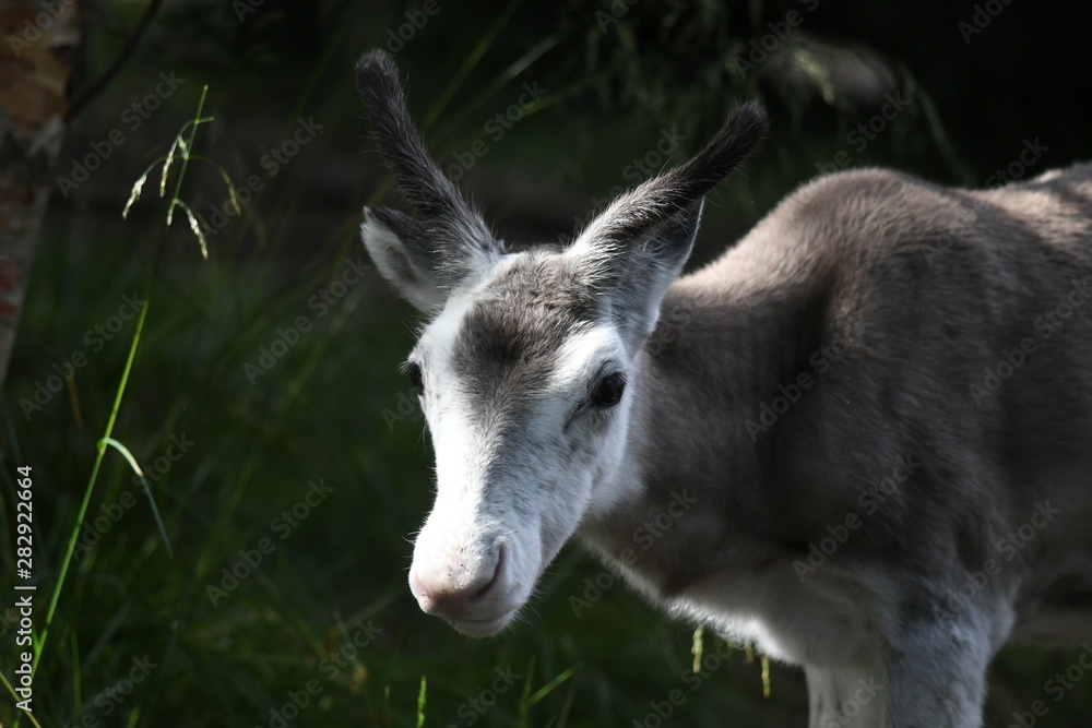 portrait of a reindeer 