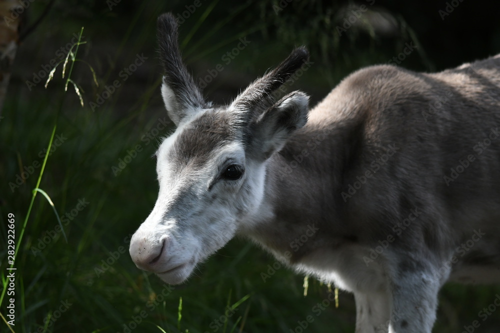 portrait of a reindeer portrait of a reindeer