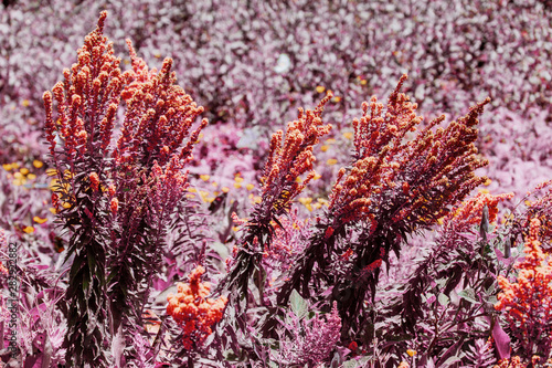 Plants in Infrared