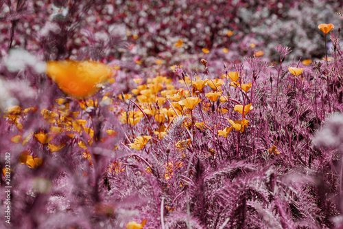 Poppy Field in Infrared