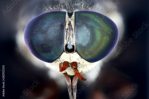 Tabanus bovinus, Pale Giant Horsefly © Macroscopic Solution