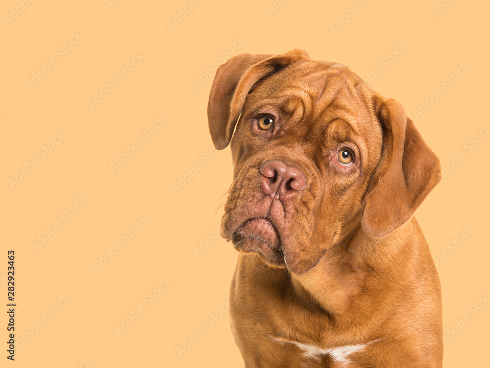 Cute bordeaux dogue portrait facing the camera on a soft orange background Cute bordeaux dogue portrait facing the camera on a soft orange background