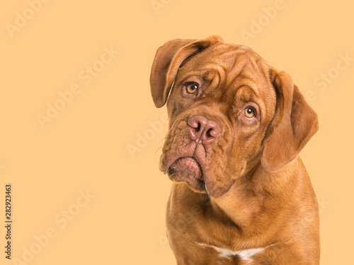 Cute bordeaux dogue portrait facing the camera on a soft orange background