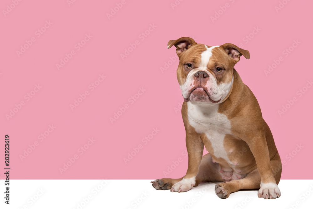 Old english bulldog sitting on a pink background and a with underground looking at the camera in a horizontal image
