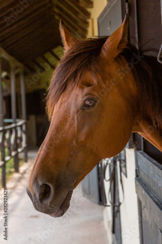Fototapeta Naklejka Na Ścianę i Meble -  Beautiful red horse portrait in the stable