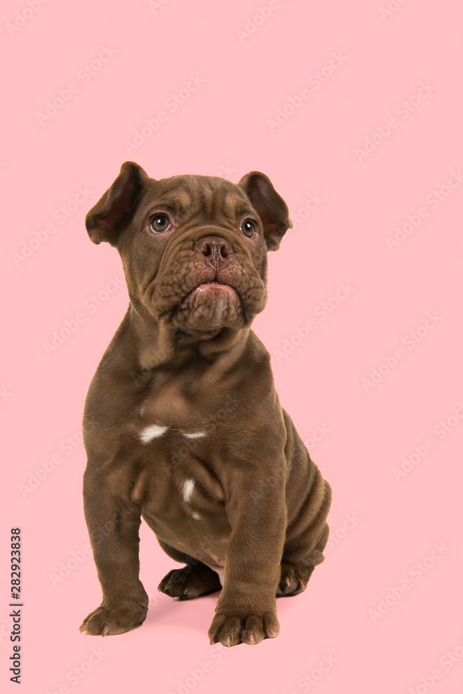 Fototapeta premium Adorable old english bulldog puppy glancing away sitting isolated on a pink background