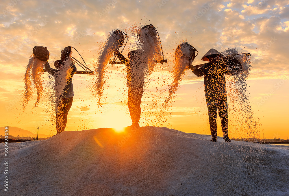 custom made wallpaper toronto digitalWoman workers pouring freshly harvested salt from baskets to the salt pile at sunrise in Hon Khoi salt field, Nha Trang Province, Vietnam