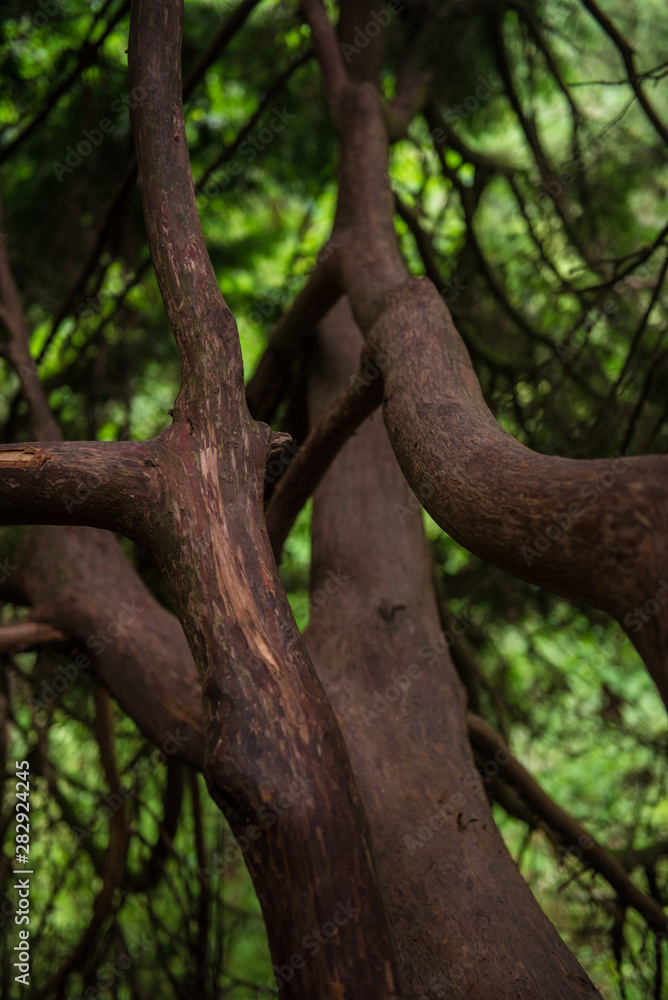 branches branches