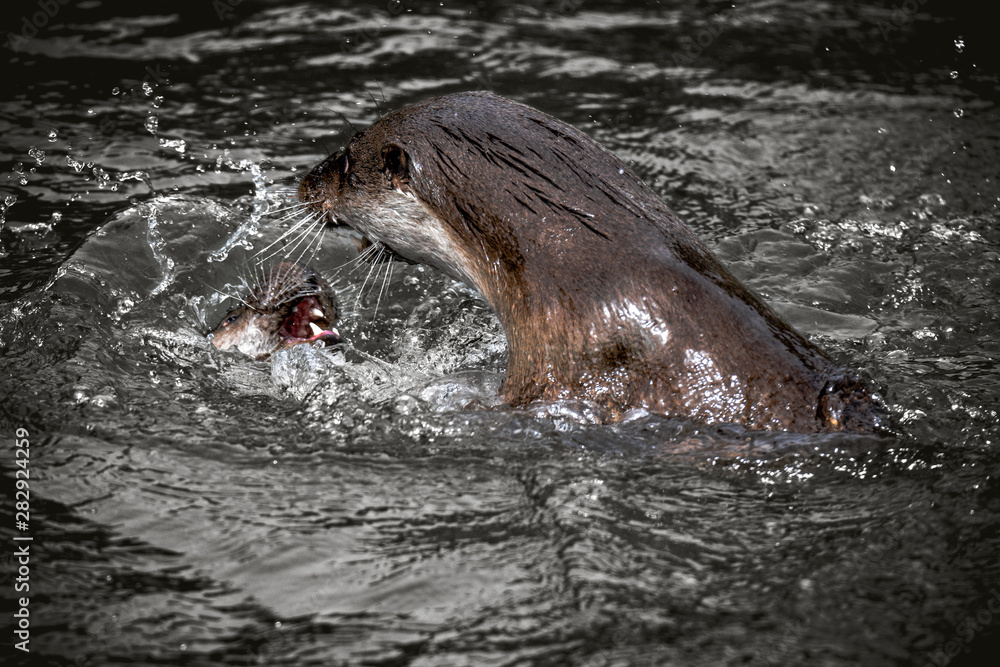 Fototapeta premium Fischotter Kampf 