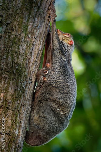 Sunda flying lemur - Galeopterus variegatus or Sunda colugo or Malayan flying lemur or Malayan colugo, found throughout Southeast Asia in Indonesia, Thailand, Malaysia, and Singapore