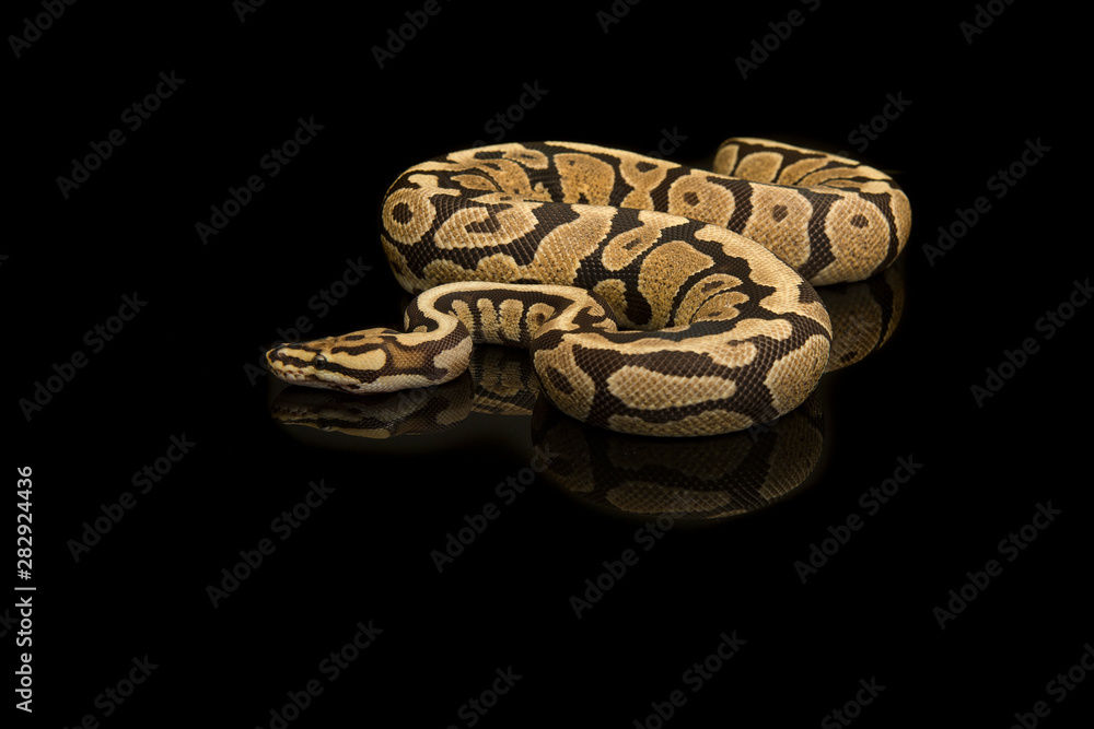 Pretty king python snake on a black background with reflection Stock ...