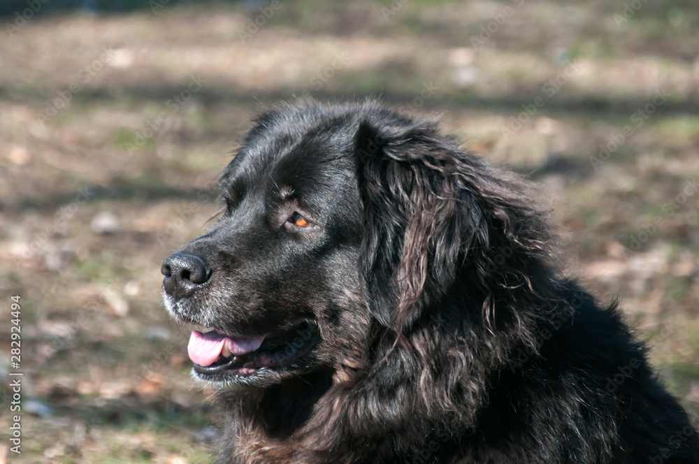 Newfoundland female black dog head closeup in sunny day Newfoundland female black dog head closeup in sunny day