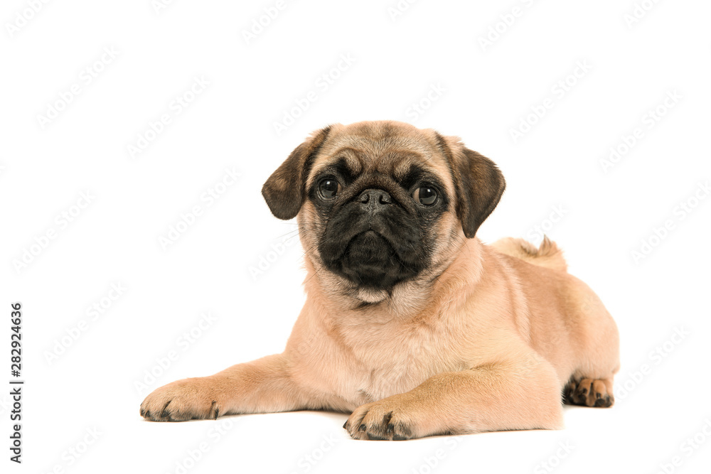 Cute young pug dog lying on the floor looking at the camera on a white background