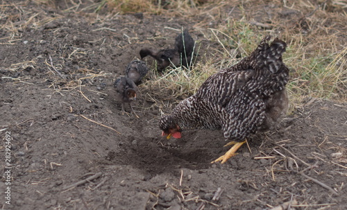 Hen