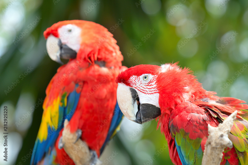 Red ara parrot, colorful macaw - birds sitting on the branch.