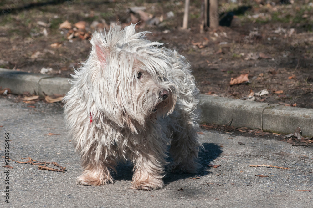 Cute white scotch terrier on park alley in sunny day