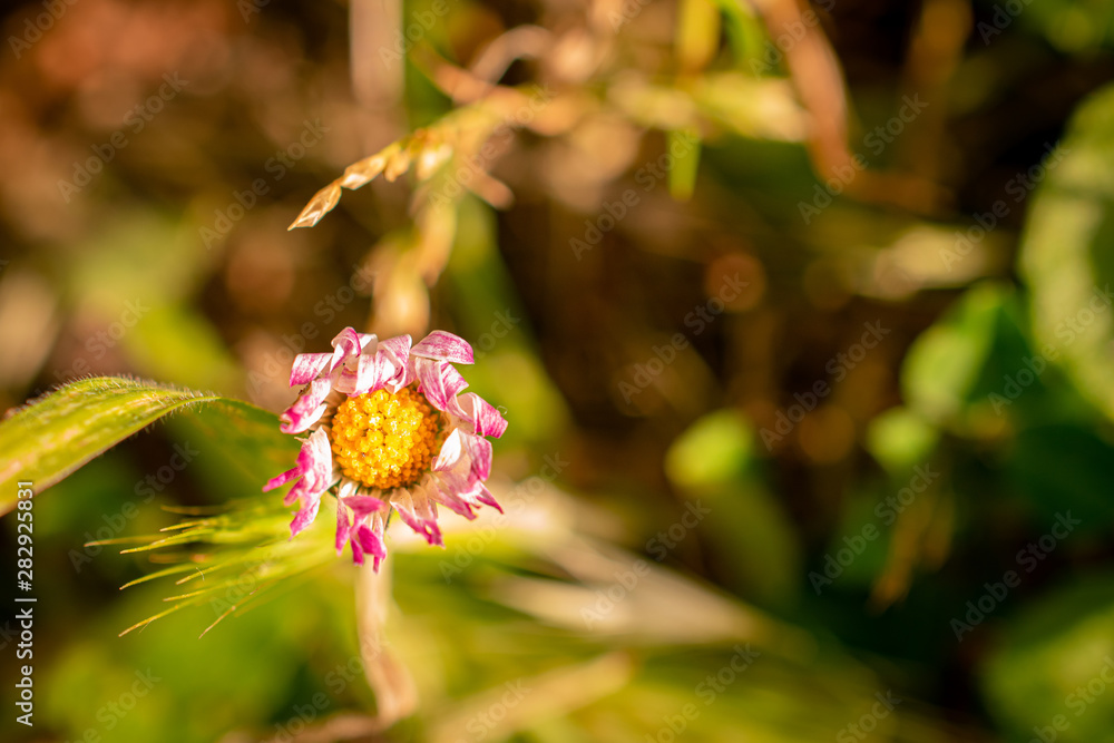 Flowers Landscape Flowers Landscape